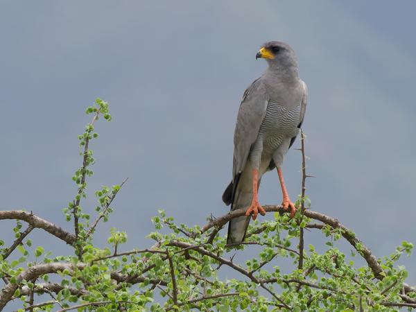 <h3><a href="/trips/tanzania/biota/animalia/chordata/aves/017 accipitriformes/004 accipitridae/melierax poliopterus/melierax poliopterus-nl.html">Melierax&nbsp;poliopterus</a> / Eastern&nbsp;chanting&nbsp;goshawk / Bleke&nbsp;zanghavik</h3>OM-1 Mark II met OLYMPUS M.150-400mm F4.5 TC, 1/2000 sec  bij F11.0, ISO 2000, afstand 51.7&nbsp;m